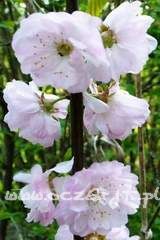 Migdałowiec trójklapowy Prunus triloba