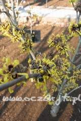 Oczar omszony Hamamelis molis