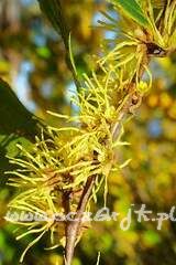 Oczar wirginijski Hamamelis virginiana