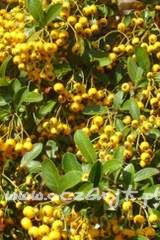 Ognik Pyracantha 'Soleil d'Or'