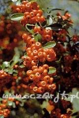 Ognik szkarłatny Pyracantha coccinea 'Kuntayi'