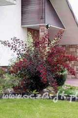 Pęcherznica kalinolistna Physocarpus opulifolius 'Diabolo'