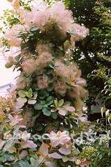 Perukowiec podolski Cotinus coggygria