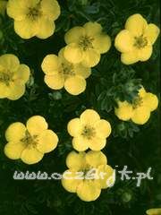 Pięciornik krzewiasty Potentilla fruticosa 'Boley Gold'