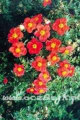 Pięciornik krzewiasty Potentilla fruticosa 'Red Ace'