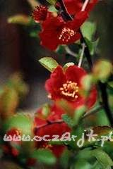 Pigwowiec japoński Chaenomeles japonica