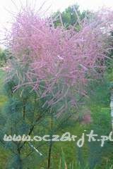 Tamaryszek drobnokwiatowy Tamarix parviflora