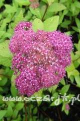 Tawuła japońska Spiraea japonica 'Anthony Waterer'