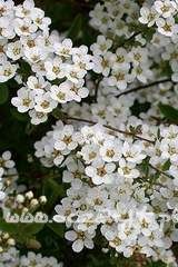Tawuła szara Spiraea cinerea 'Grefsheim'