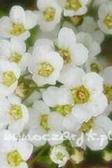 Tawuła wczesna Spiraea arguta