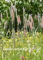 Wyczyniec łąkowy Alopecurus pratensis variegata