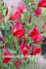Żarnowiec Cytisus 'Boscoop Ruby'
