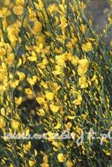 Żarnowiec wczesny Cytisus praecox 'Allgold'
