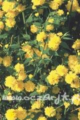 Złotlin japoński Kerria japonica 'Pleniflora'