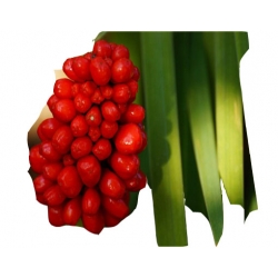 bylina Arizema amurska B61