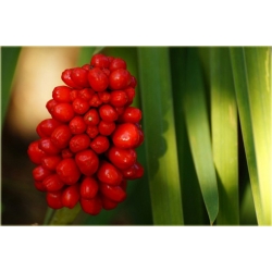 bylina Arizema amurska B61