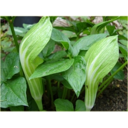 bylina Arizema amurska B61