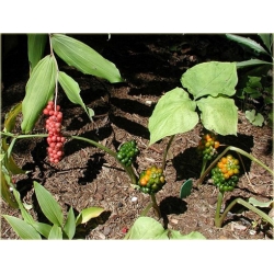 bylina Arizema amurska B61