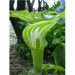 bylina Arizema amurska B61