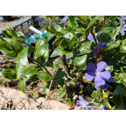 bylina barwinek wielkokwiat Bowes Variety B450