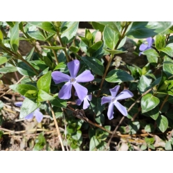 bylina barwinek wielkokwiat Bowes Variety B450