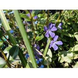 bylina barwinek wielkokwiat Bowes Variety B450