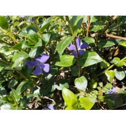 bylina barwinek wielkokwiat Bowes Variety B450