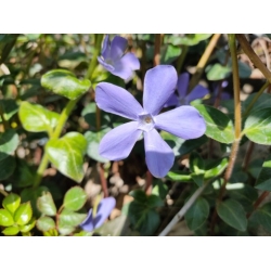 bylina barwinek wielkokwiat Bowes Variety B450