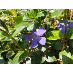 bylina barwinek wielkokwiat Bowes Variety B450