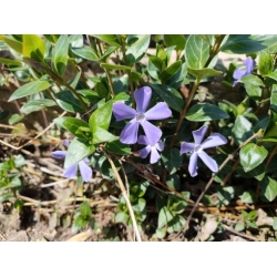 bylina barwinek wielkokwiat Bowes Variety B450