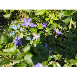 bylina barwinek wielkokwiat Bowes Variety B450