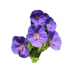 bylina Bodziszek Himalajski Gravetye B53