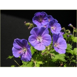 bylina Bodziszek Himalajski Gravetye B53