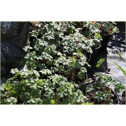 bylina Bodziszek Himalajski Gravetye B53