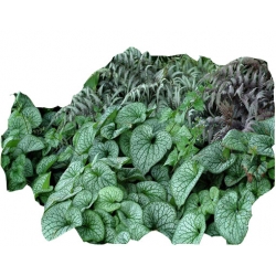 bylina Brunera Alexanders Great B42