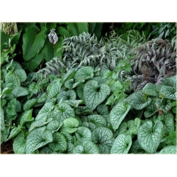 bylina Brunera Alexanders Great B42