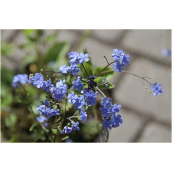 bylina Brunera Alexanders Great B42