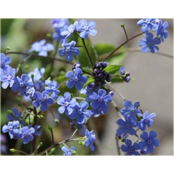 bylina Brunera Alexanders Great B42