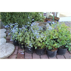 bylina Brunera Alexanders Great B42