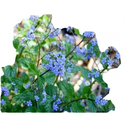 bylina Brunera Jack Frost B39