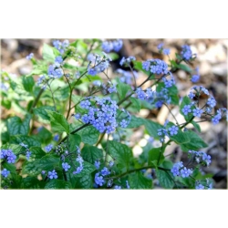 bylina Brunera Jack Frost B39