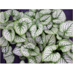 bylina Brunera Jack Frost B39