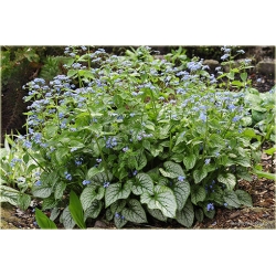 bylina Brunera Jack Frost B39