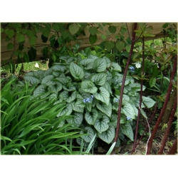 bylina Brunera Jack Frost B39