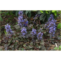 bylina Dąbrówka rozłogowa Ajuga B25