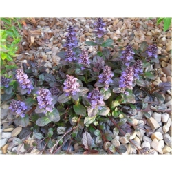 bylina Dąbrówka rozłogowa Ajuga B25