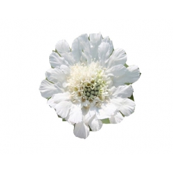 bylina Drakiew kaukaska Perfecta Alba B40