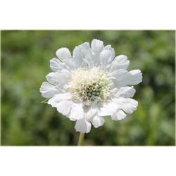 bylina Drakiew kaukaska Perfecta Alba B40