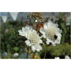 bylina Drakiew kaukaska Perfecta Alba B40