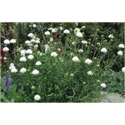 bylina Drakiew kaukaska Perfecta Alba B40